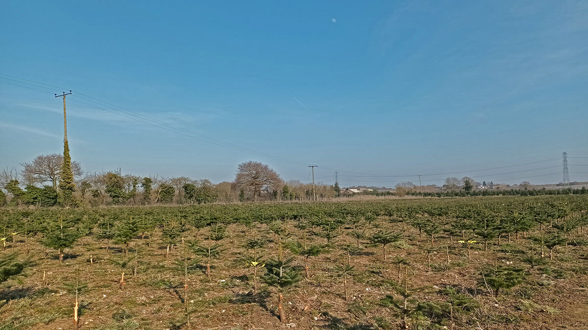 Moon During Daytime - 09 Mar 2025